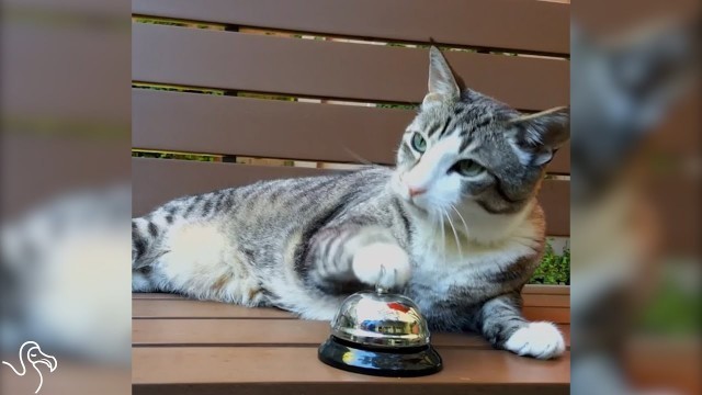 'Cat Rings A Bell, Human Brings Treats'