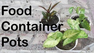 'Food Container Converted Into Pots/Planter | Unique Idea'