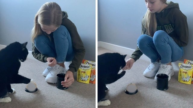 'Clever Cat Rings Bell For Treats'