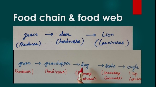 'Food chain and food web, energy flow in food chain, class 7 science,draw food chain food web,'