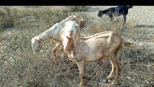 'My cute Goats eating food in village fields'