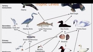 'Trophic levels and food chain in Ecology'