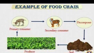 'What is a Food Chain?|Educational Video For Kids| Kids Cloud'