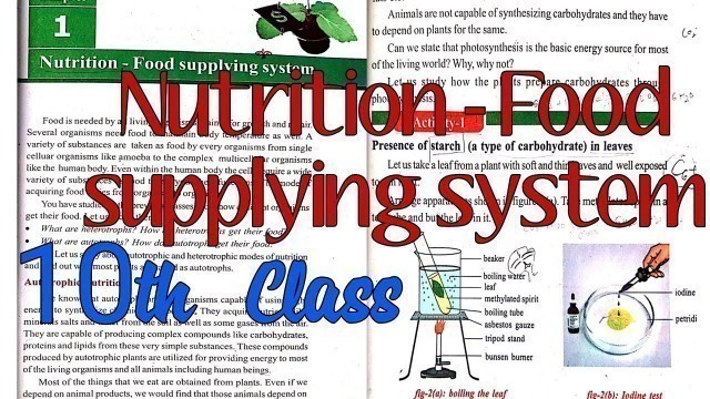 'nutrition food supplying system 10th class  // ts lessons'