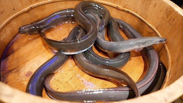 'Japanese Food - GRILLED EEL Seafood Barbecue Tokyo Japan'