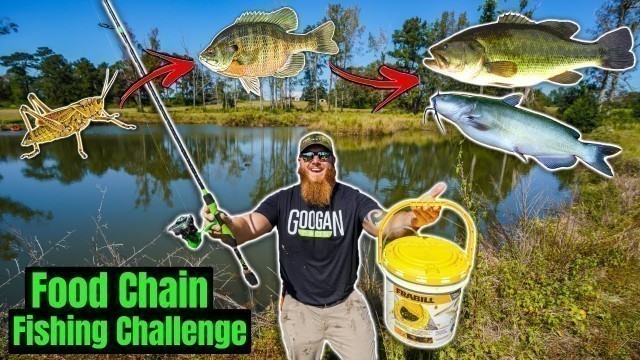 'Food Chain Fishing Challenge in my Backyard (Crickets to BIG Fish!!)'