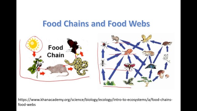 'food chain food web'