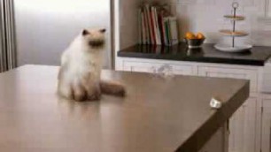 'New 2010 Meow Mix Cat Food Commercial'