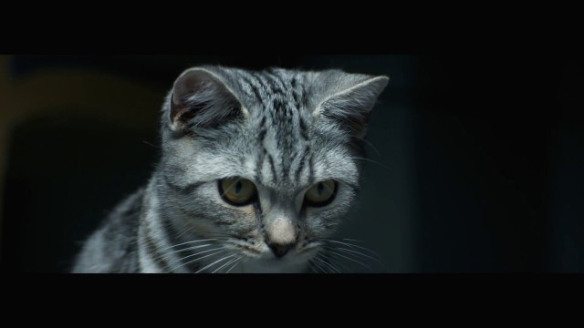 'WHISKAS NZ - Feed their curiosity Brush TV ad'