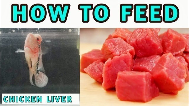 'Best food for  Flowerhorn - Feeding chicken Liver|Fish & Aquarium'