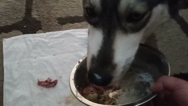 'Hand Feeding Raw Food 6 -- Eating Quail'