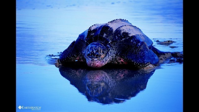 'In Defense of Leatherbacks'