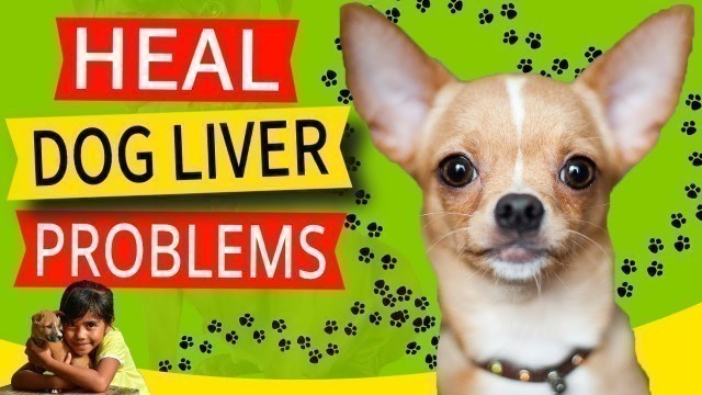 '11 Symptoms of Liver Problems in Dogs [7 Ways to Heal & 1 KEY Remedy]'