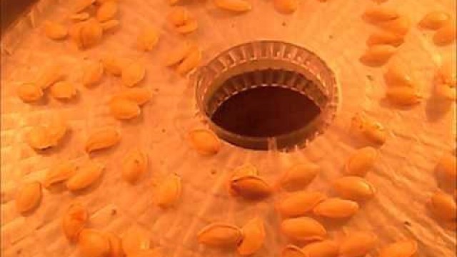 'Dehydrating 101 How to dehydrate pumpkin seeds in the Ronco food dehydrator'