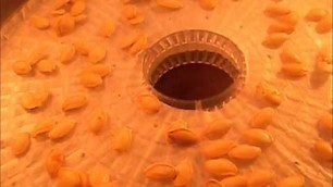 'Dehydrating 101 How to dehydrate pumpkin seeds in the Ronco food dehydrator'