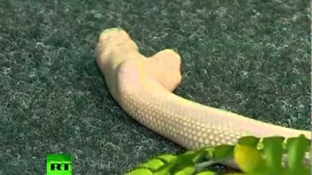 'Video of \'monster\' two-headed albino snake shocking Ukraine zoo visitors'