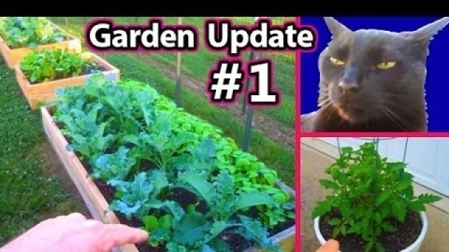 'Garden Update May 12, Raised Bed Square foot Vegetable Gardening Healthy Raw Food'