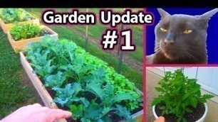 'Garden Update May 12, Raised Bed Square foot Vegetable Gardening Healthy Raw Food'