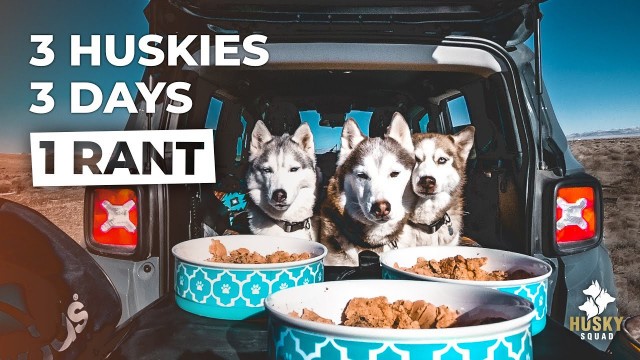 'Road Trip With My Dogs + Raw Food Husky Vlog'