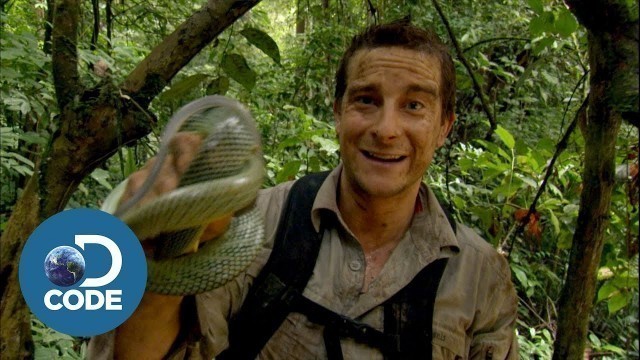 'Bear Grylls in Borneo Jungle | Man vs Wild (4/6)'