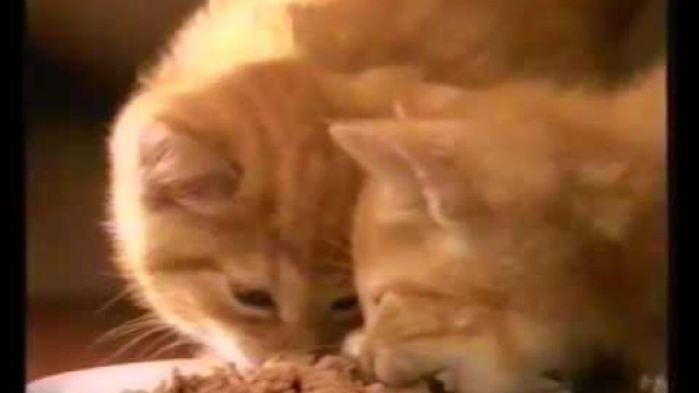 'Whiskas Kitten 1994 Advert (OLD Adverts) cute cats'