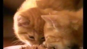 'Whiskas Kitten 1994 Advert (OLD Adverts) cute cats'