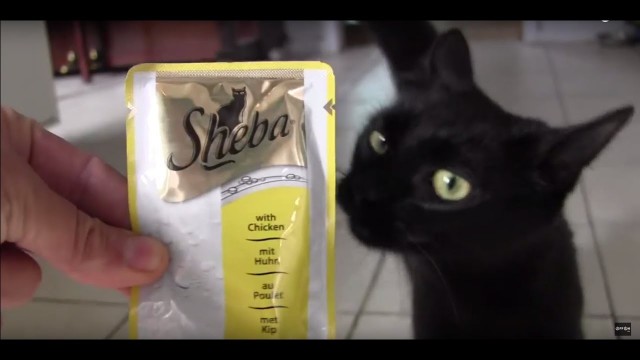 'Sheba Cat Food TV Advert  -  AUDITION TAPE - original sound track'