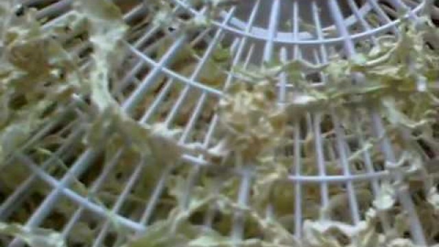 'Dehydrating Cabbage using food dehydrator'