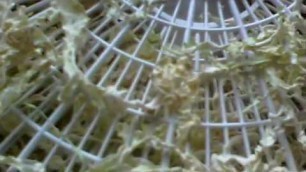 'Dehydrating Cabbage using food dehydrator'