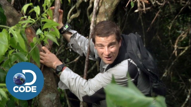 'Bear Grylls in Borneo Jungle | Man vs Wild (1/6)'