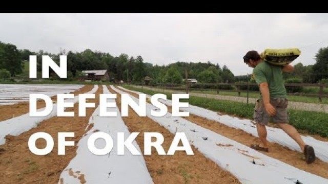 '360 Okra Plants | In Defense of Okra'