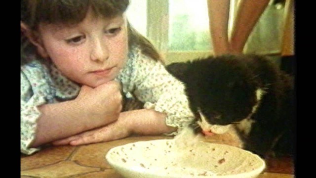 'Kattomeat Cat food TV Commercial'