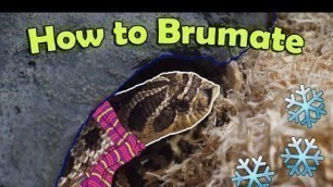 'Snake Breeding Part 1: How to Brumate Colubrids'