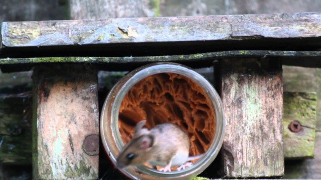 'Mouse eating the birds\' food'