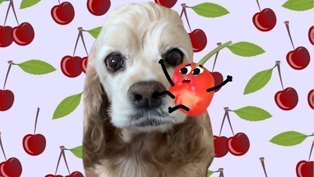 'Don\'t eat me puppy!! Cute Food Doodles Compilation 