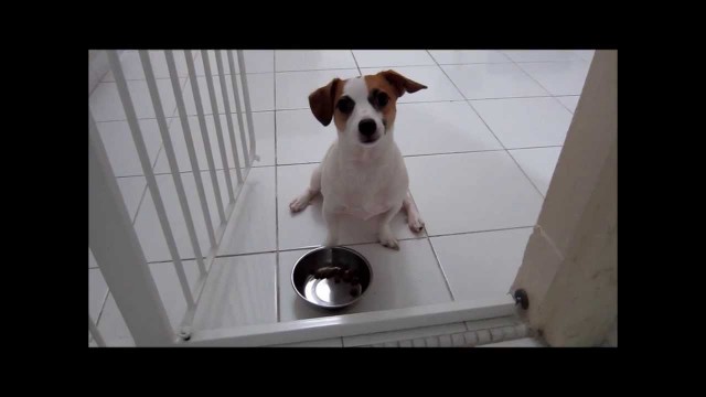 'Jack Russell Preston fetches his own food bowl'