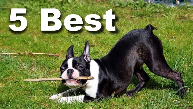 '5 Best Dry Dog Foods For Boston Terriers Puppies! (2021)'