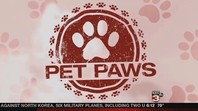 'Pet Paws talks pet food, feeding, and Lannister'