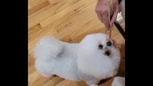 'Bella’s eating Salmon Sashimi with Chopsticks | Cute dog | Dog’s eating food with chopsticks'