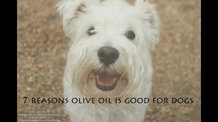 'Kaiti Talks About... Olive Oil For Dogs!'