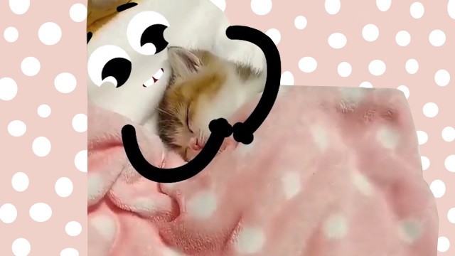 'Cute Food Doodles Compilation - KITTEN EDITION! 