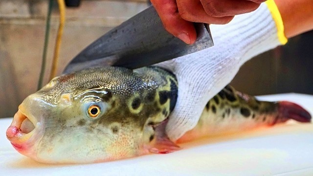 'JAPANESE STREET FOOD - Poisonous Fugu (DON\'T TRY THIS AT HOME!) Street Food in Tokyo Japan'