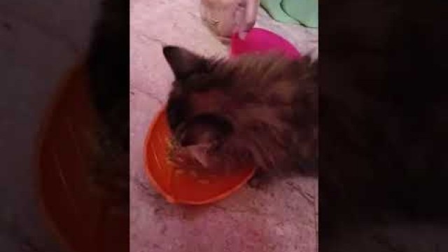 'she avoid her normal dry food ... and want something special... #rosythekitten #catfunnyvideo.'