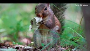 'Squirrel || Hungry squirrel got something special after wandering a lot for food'