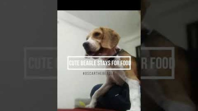 'Cute puppy stays for food | #oscarthebeagle #beaglepuppy | Compilation'