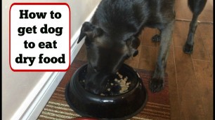 'How to Get Your Picky Dog To Eat Dry Food (Using Peanut Butter) + Dog Eating From Spoon'