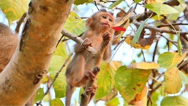 'Cute baby Alivia knows how to find food to eat on her own #3085'